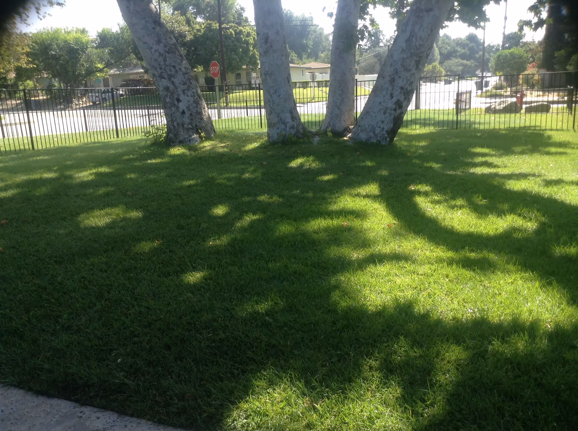 A grassy outdoor area with four large tree trunks casting shadows on the green lawn. In the background, there is a black metal fence, a stop sign, and some houses and trees across the street.