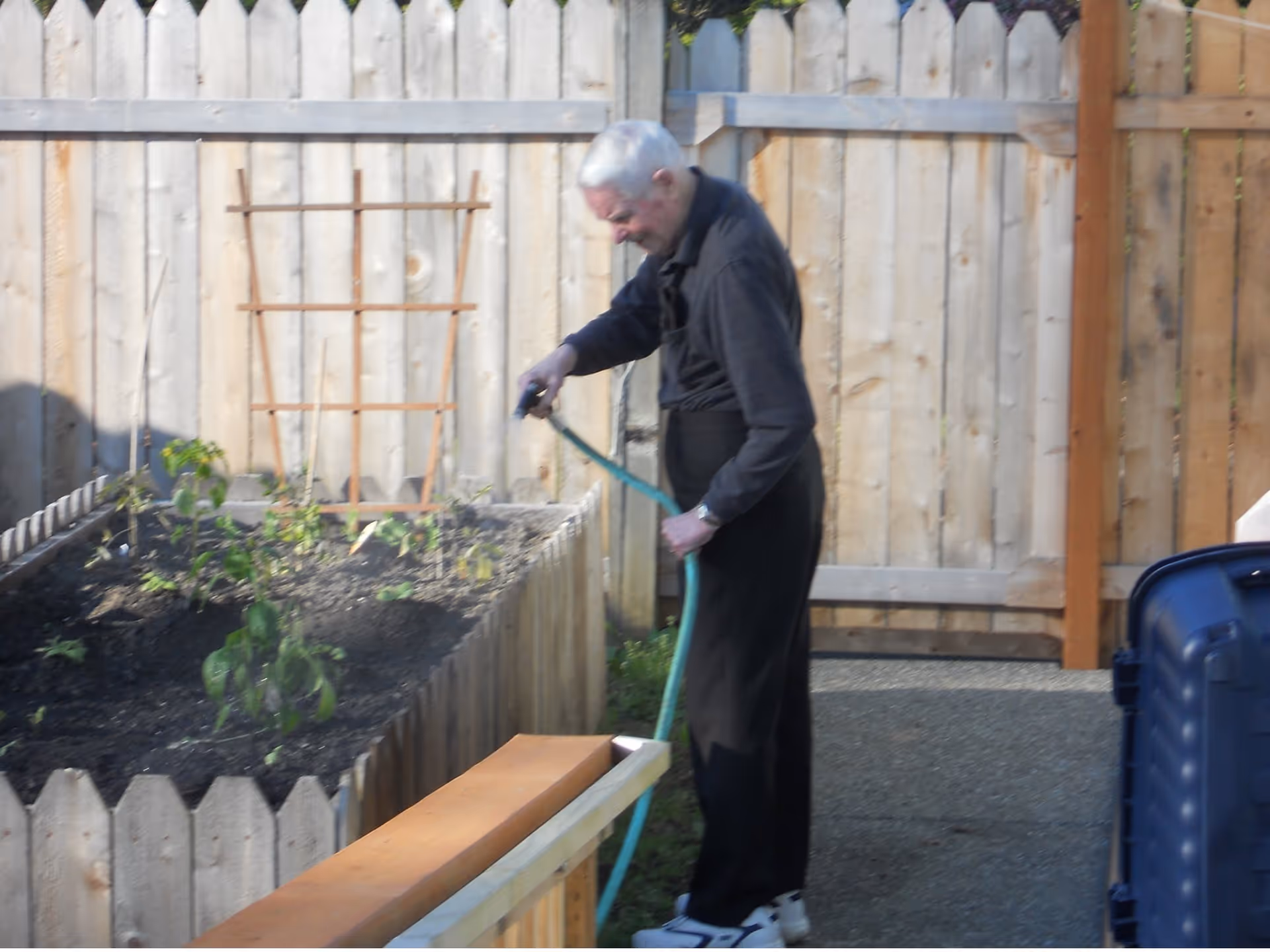 An elderly man watering plants in a raised garden bed outdoors, next to a wooden fence and a blue trash bin.