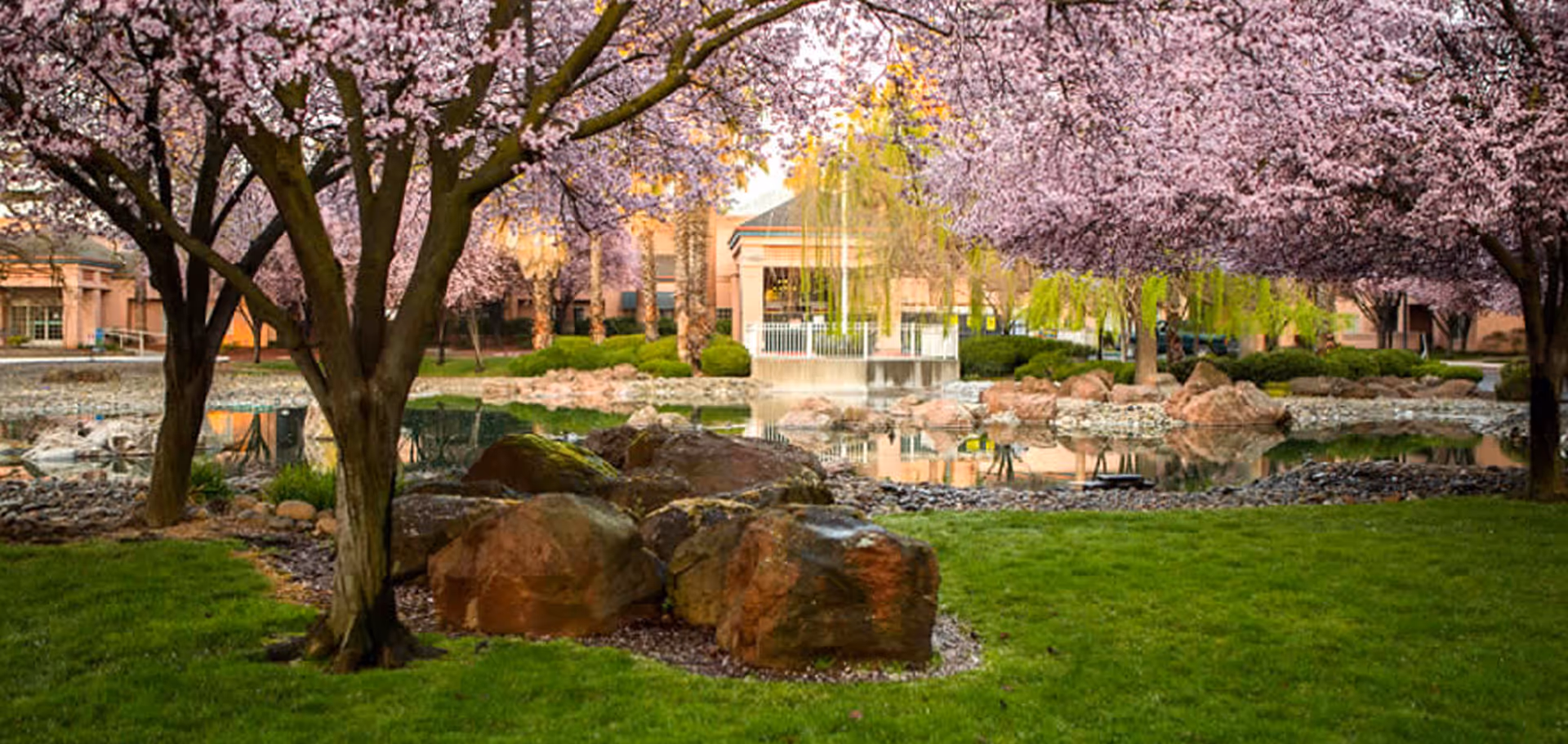 Landscaped courtyard with pink-blossomed trees, a rocky pond, and a building with a gazebo reflected in the water.