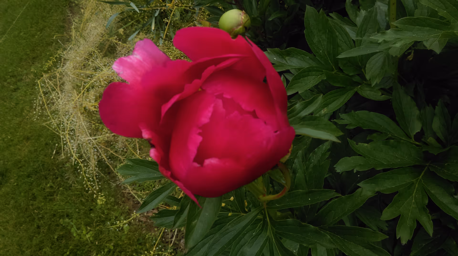 Close-up of a vibrant pink peony flower surrounded by green leaves and grass in the background.