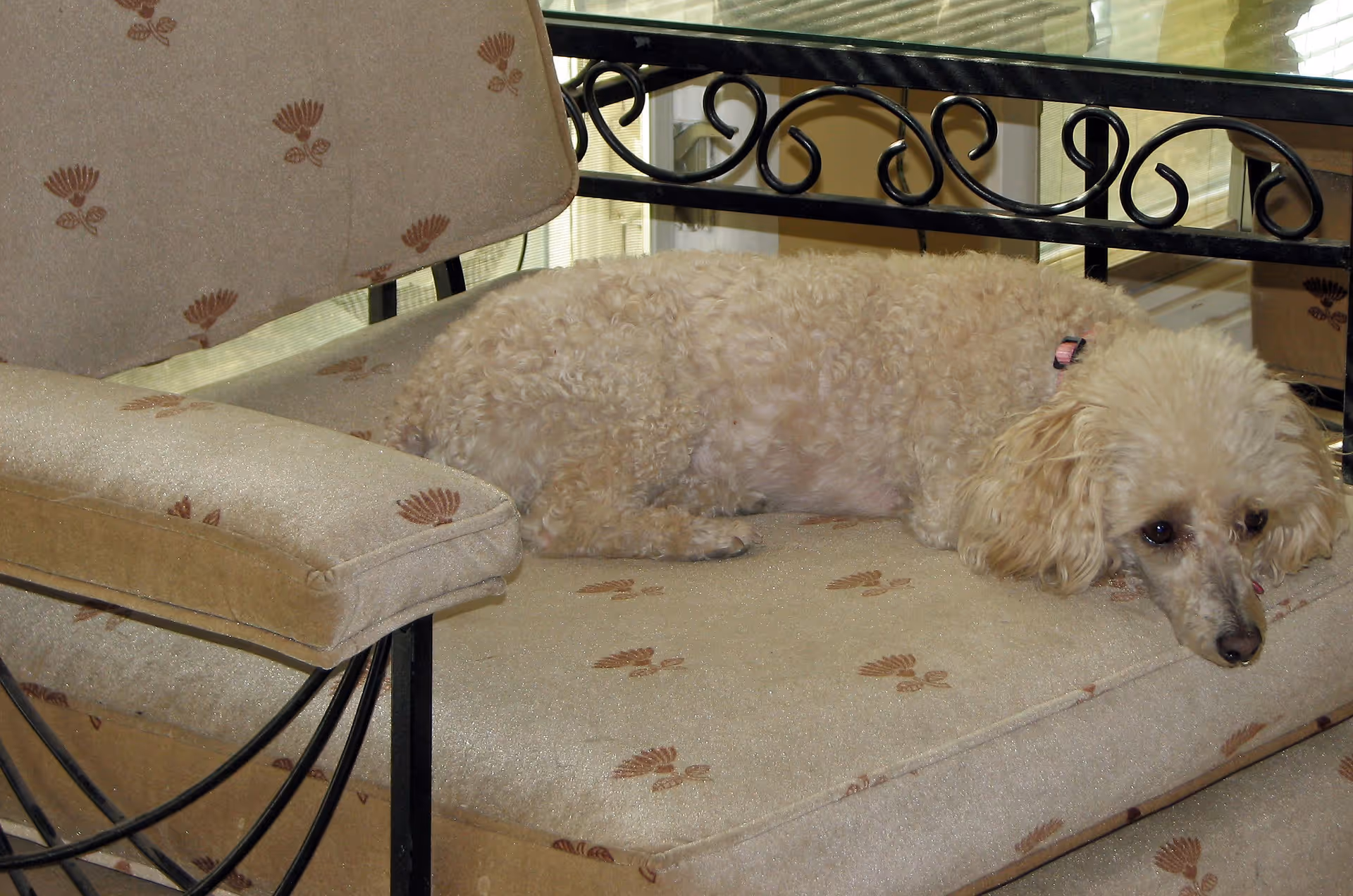 A small curly-haired dog lying down on a beige cushioned chair with a floral pattern, next to a glass table with a black metal frame.