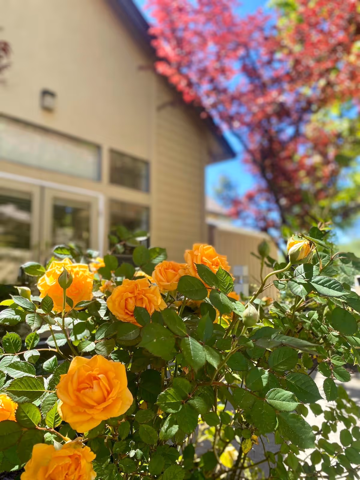 Close-up of vibrant yellow roses with green leaves in a garden area outside a building. The building has beige siding and large windows, and there is a tree with red leaves in the background under a clear blue sky.