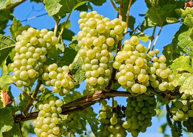 Clusters of pale green grapes hanging on a vine among leaves against a blue sky.