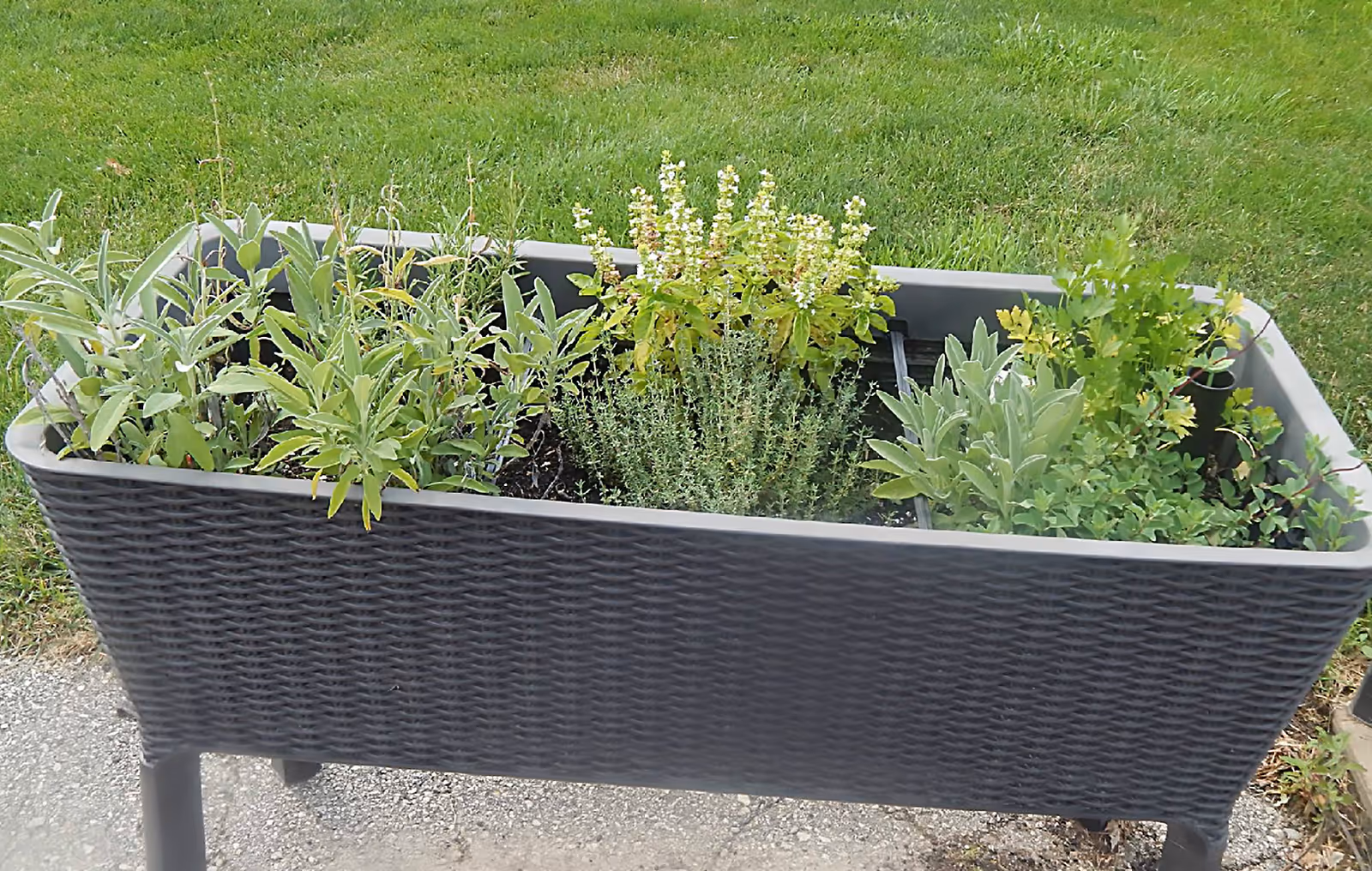 A rectangular raised garden planter with various green herbs growing in it, placed outdoors on a gravel surface with grass in the background.
