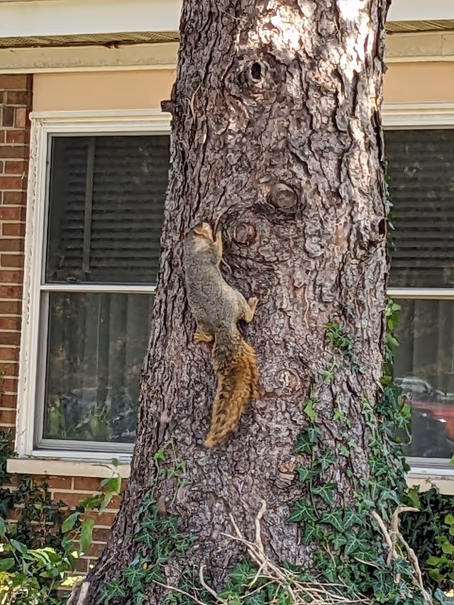 A squirrel climbing up the trunk of a large tree with ivy growing around its base. In the background, there is a brick building with two windows.