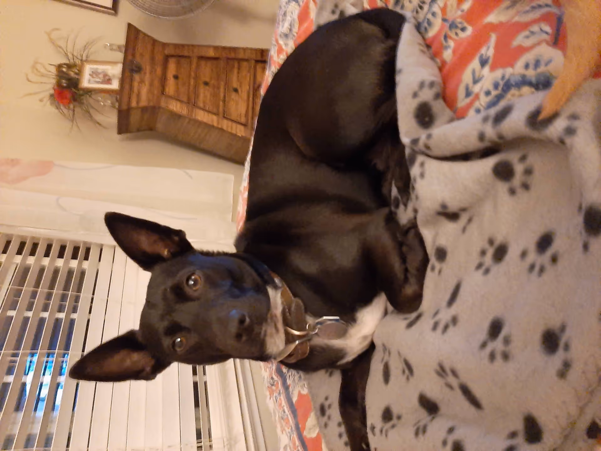 A black dog with large ears lying on a bed covered with a gray blanket that has black paw prints. In the background, there is a wooden dresser, a window with white blinds, and a wall decoration with dried plants and a small framed picture.
