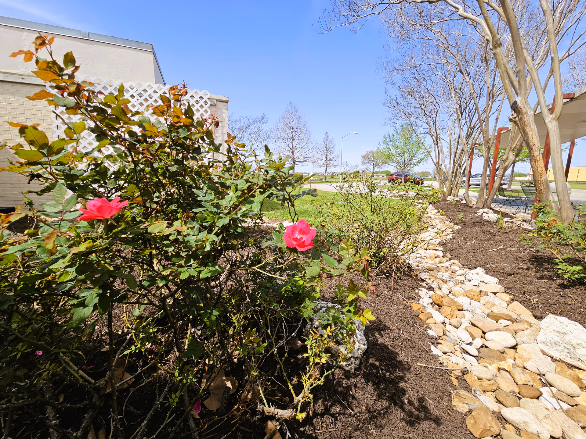 Garden bed with pink roses, a rock-lined mulch path and trees next to a light-colored building under a clear blue sky.
