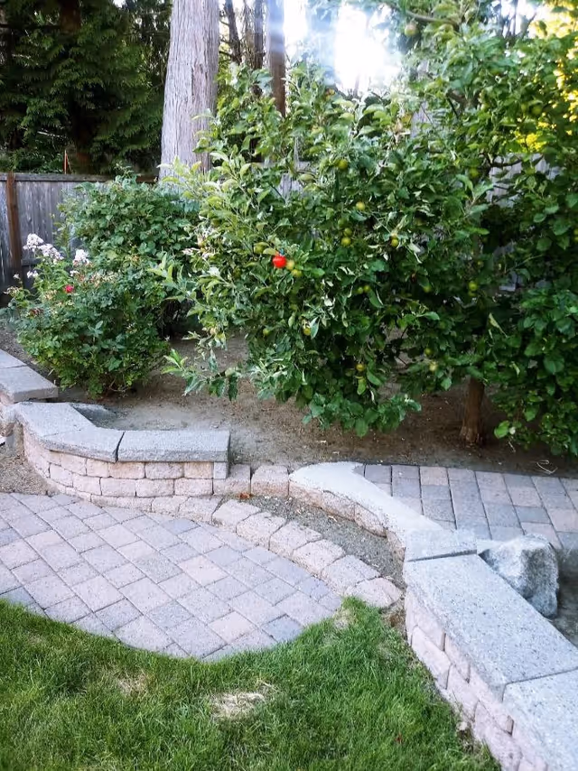 A garden area with a curved stone retaining wall and paved walkway. There are green bushes and trees, including one with small green fruits and a single red fruit. The area is surrounded by a wooden fence and tall trees in the background.