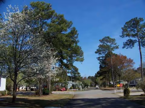 Tree-lined street outside Ocean Pines and Magnolia Grove, with parked cars and houses.