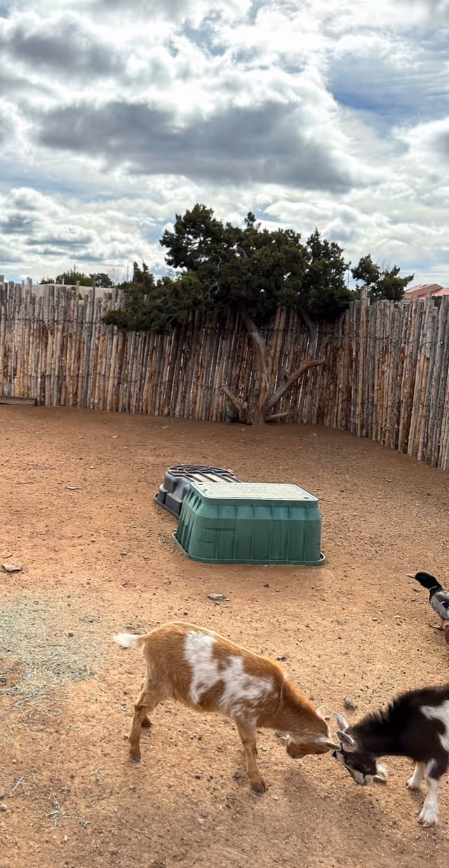 Two small goats butting heads in a fenced outdoor area with a dirt ground. There is a wooden fence and a tree in the background, along with two plastic containers on the ground. The sky is cloudy.