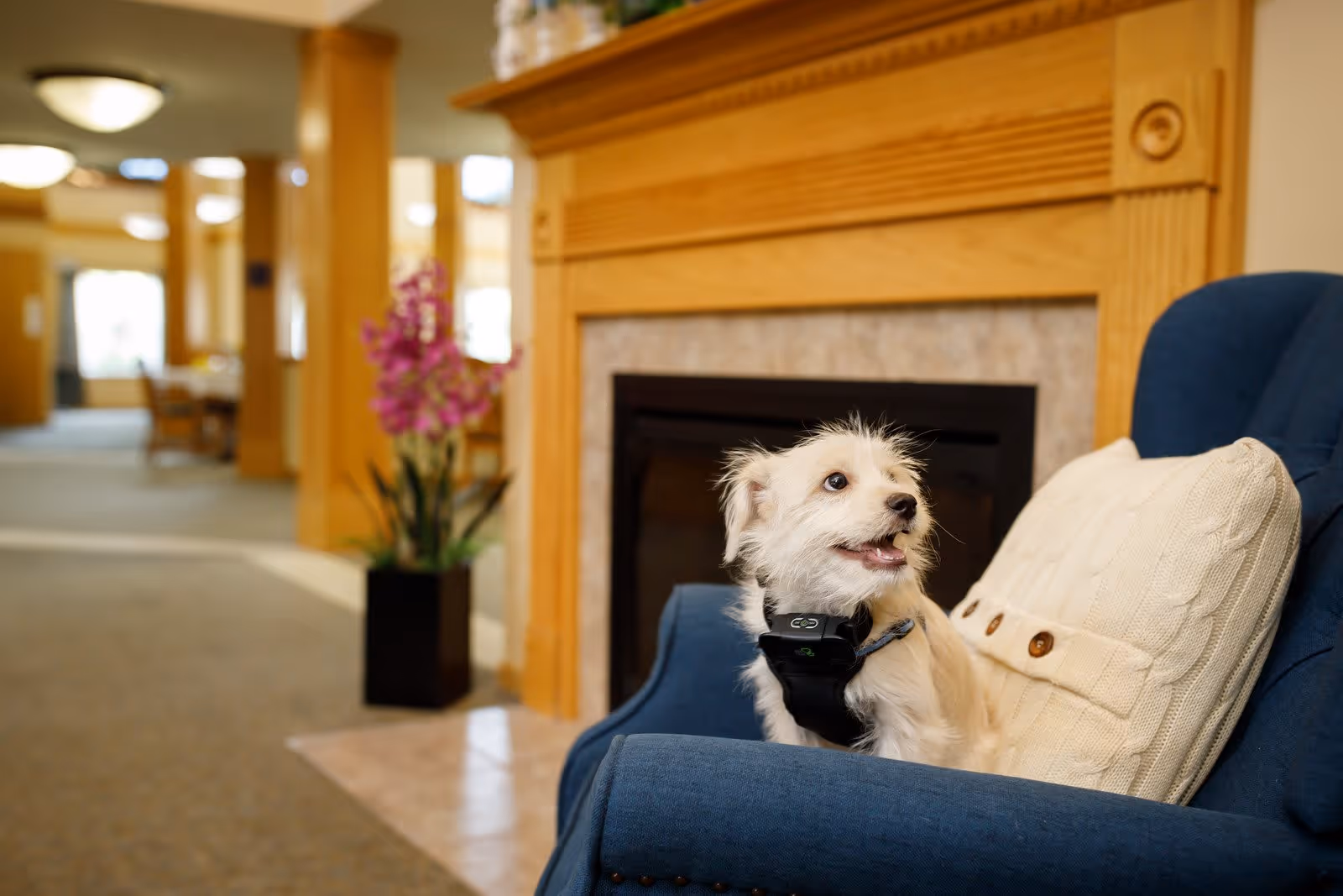 A small white dog with a black harness sitting on a blue armchair with a cream-colored pillow, in front of a wooden fireplace mantel in a warmly lit interior space with carpeted floors and a potted plant with purple flowers in the background.