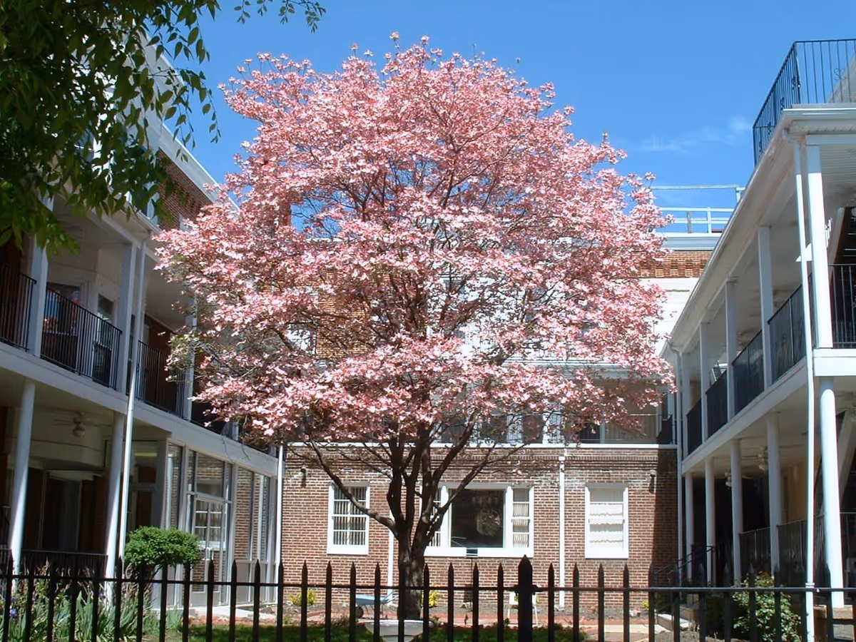 A courtyard with a large tree in full pink blossoms surrounded by a two-story brick building with white balconies and railings under a clear blue sky.