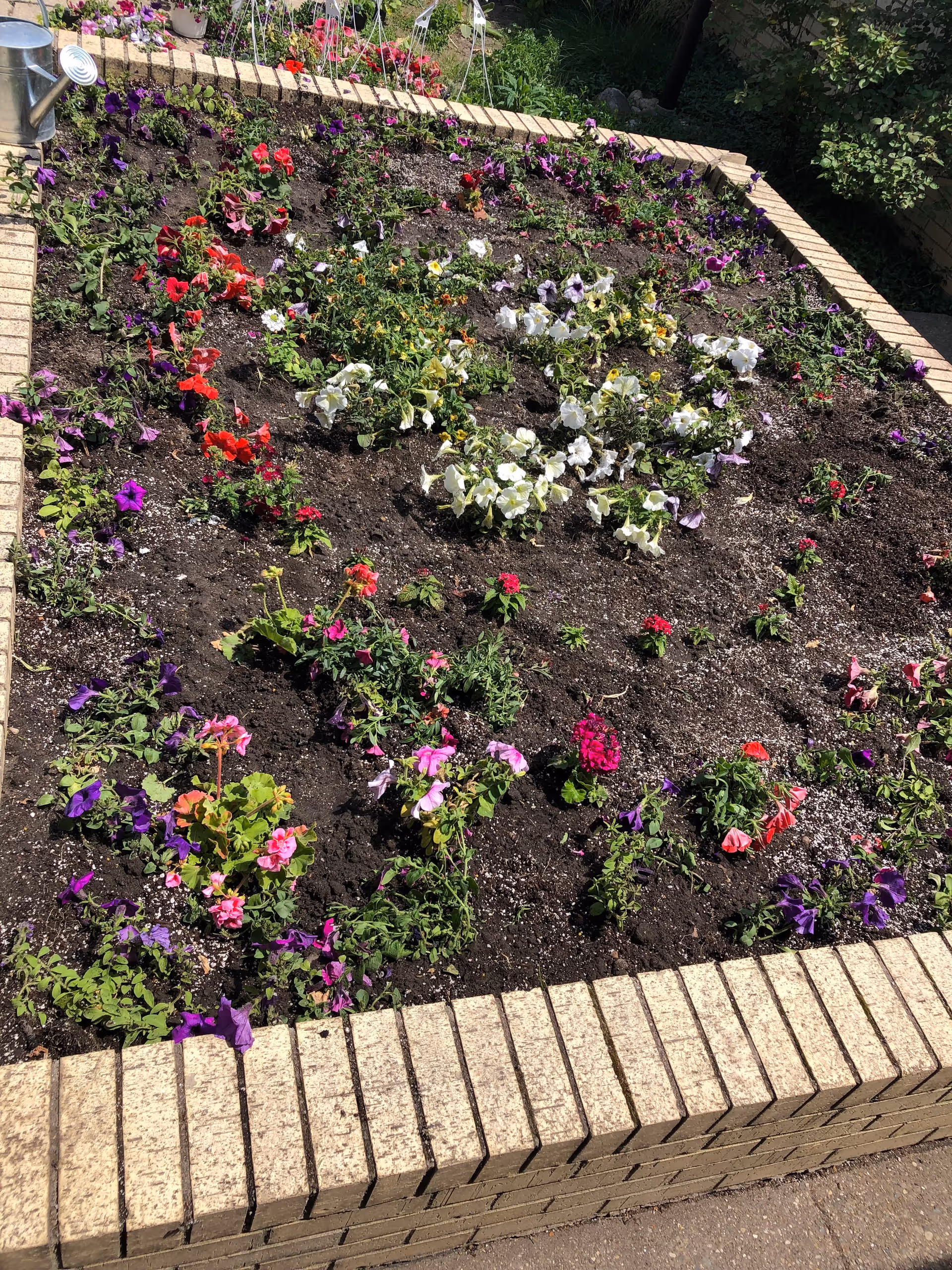 Raised brick planter bed filled with young colorful flowering plants and dark soil, with a watering can visible at the top left.