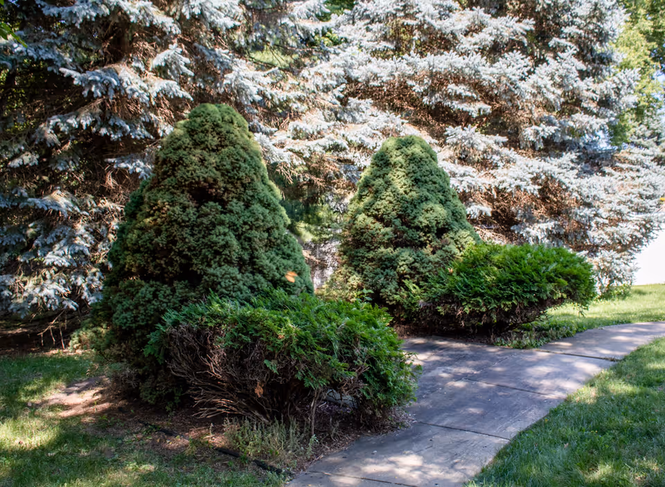 A concrete path winds past sculpted evergreen shrubs and large pine trees in a grassy outdoor setting.