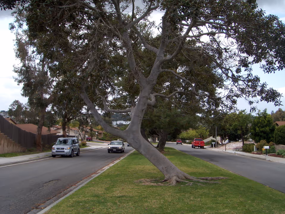 A suburban street with a grassy median strip featuring a large tree with a curved trunk. Several cars are parked and driving on the two-lane road, with houses and trees lining both sides of the street under a partly cloudy sky.