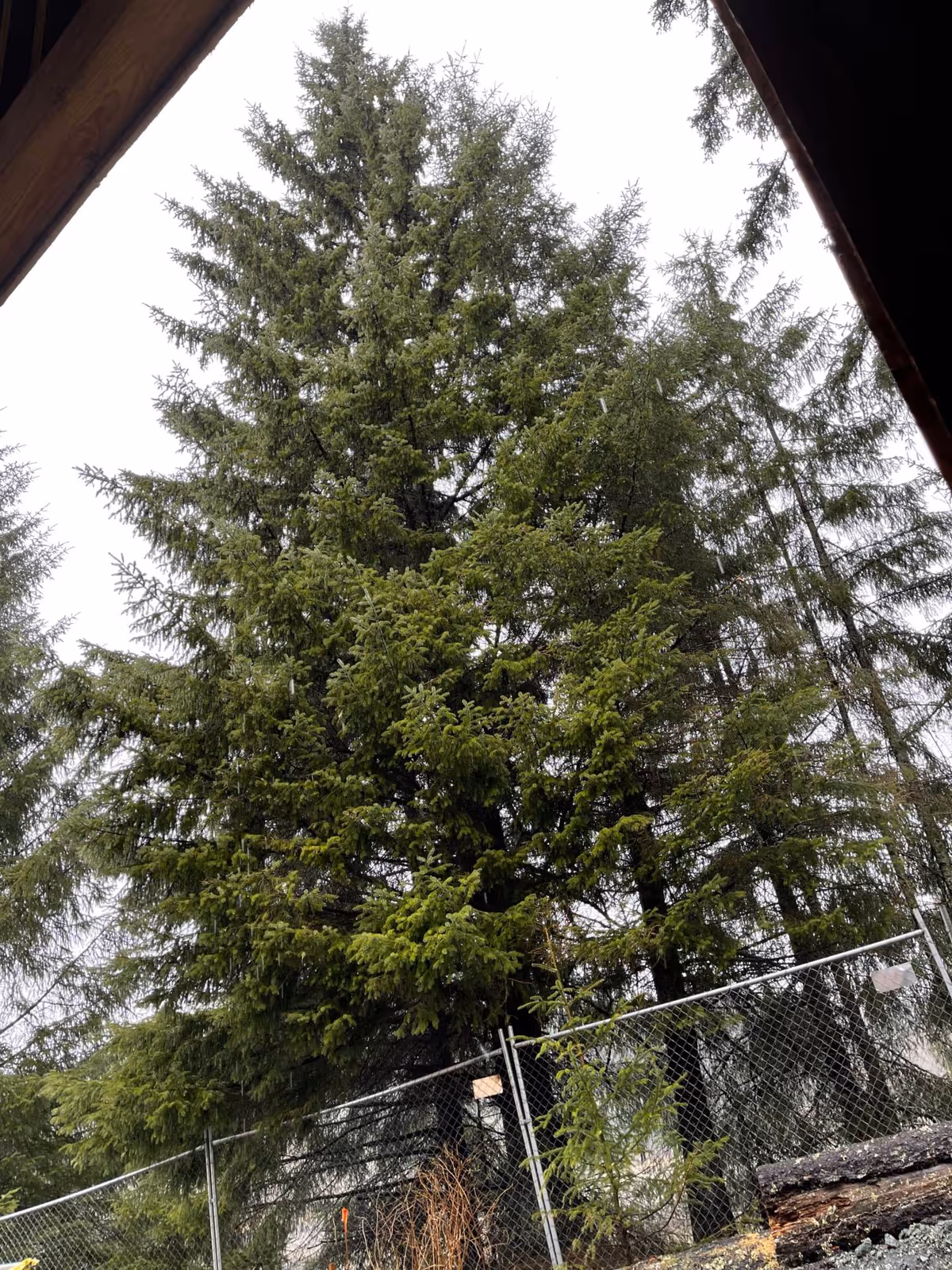 Tall evergreen trees rising above a chain-link fence with a roof overhang and stacked logs visible at the edge of the frame.