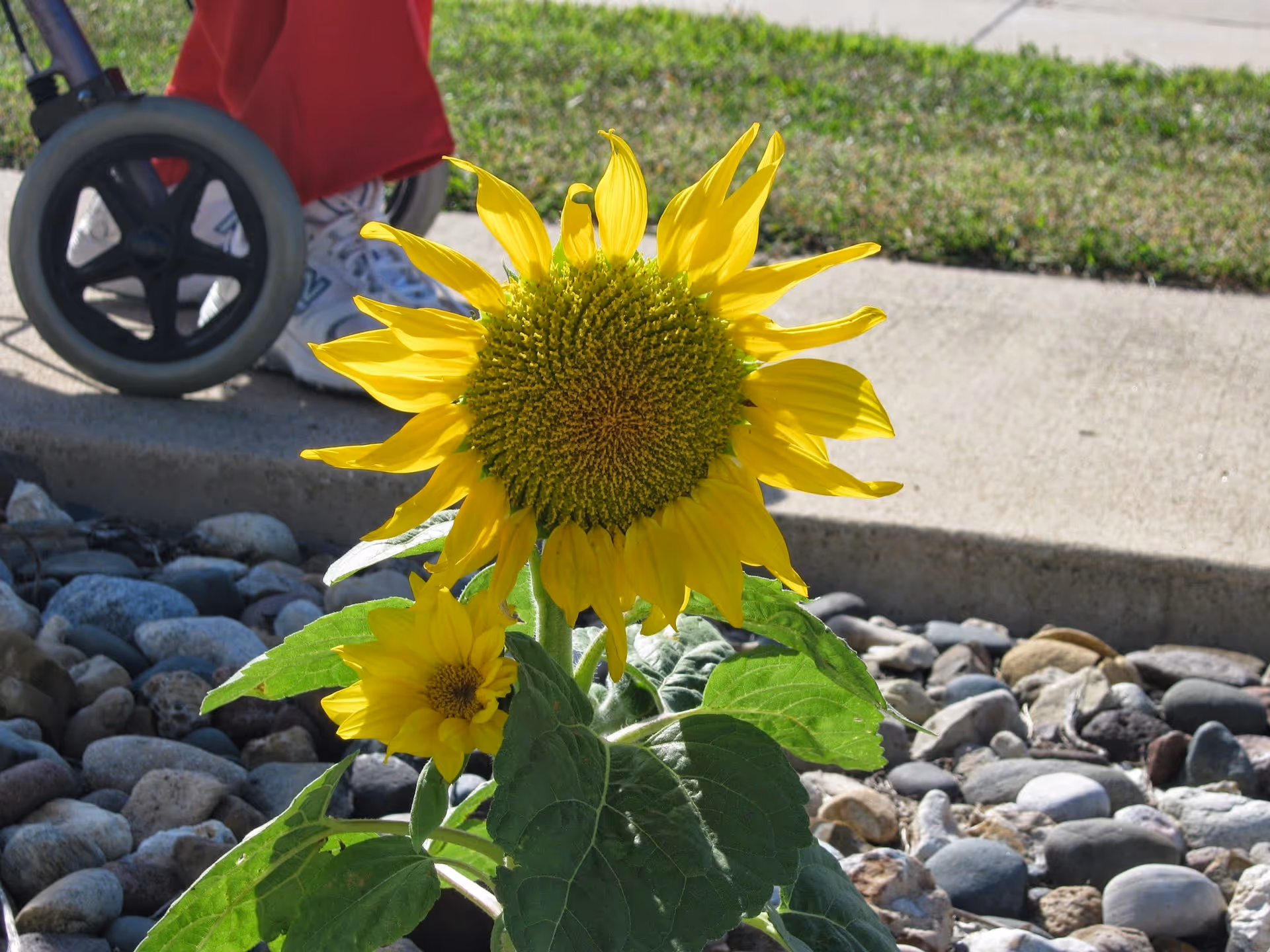 Close-up of two bright yellow sunflowers growing among rocks near a concrete sidewalk, with a person wearing red pants and white sneakers sitting in a wheelchair in the background.