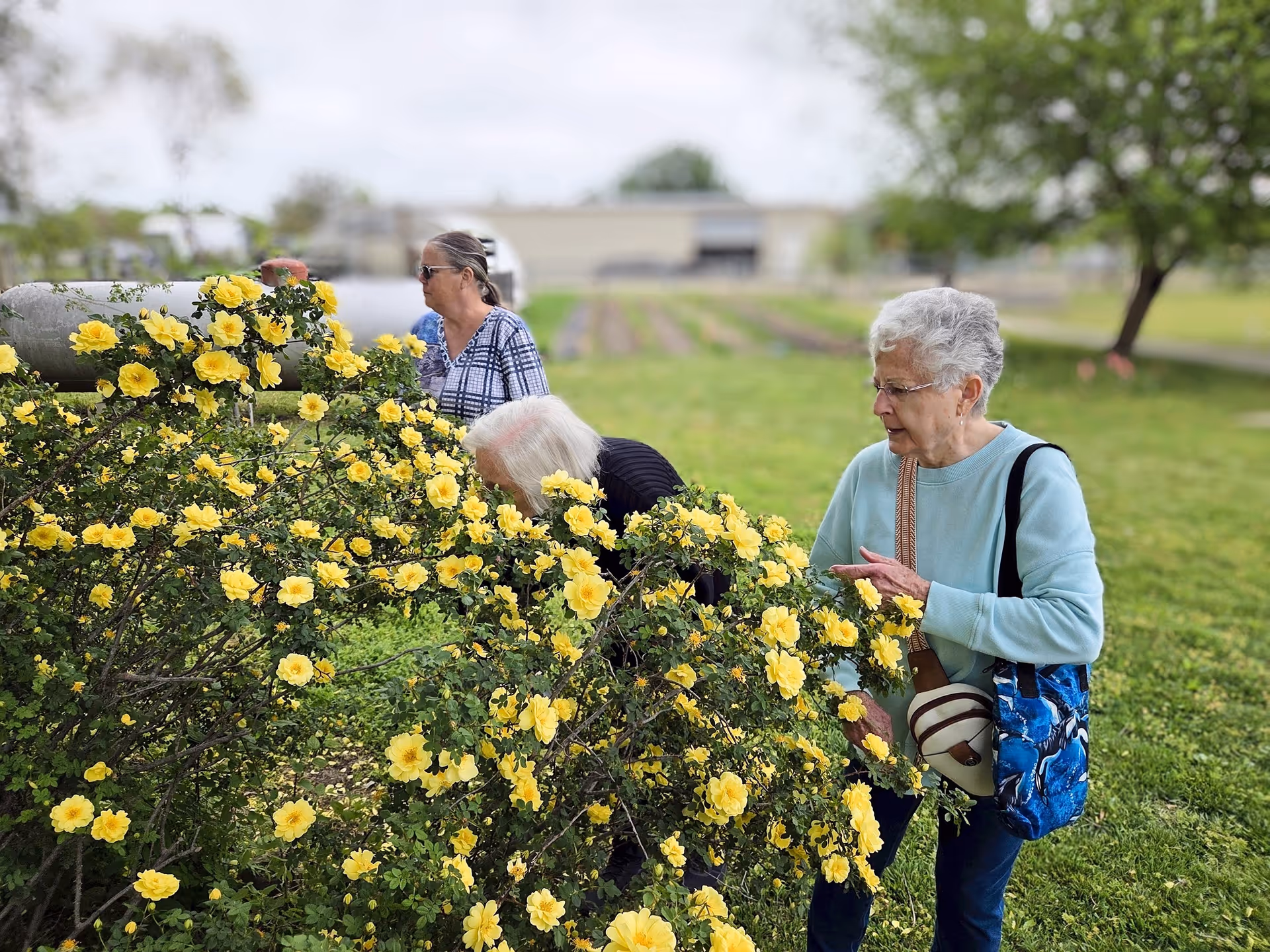 Three elderly women outdoors near a bush with numerous yellow flowers. One woman in a light blue sweater is closely examining the flowers, another woman with white hair is bending down near the bush, and a third woman in a plaid shirt is standing behind them. The background shows a grassy area with trees and a building in the distance.