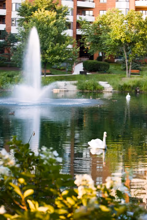 A pond with a central fountain and a swan swimming in front of a brick apartment building surrounded by trees and landscaping.