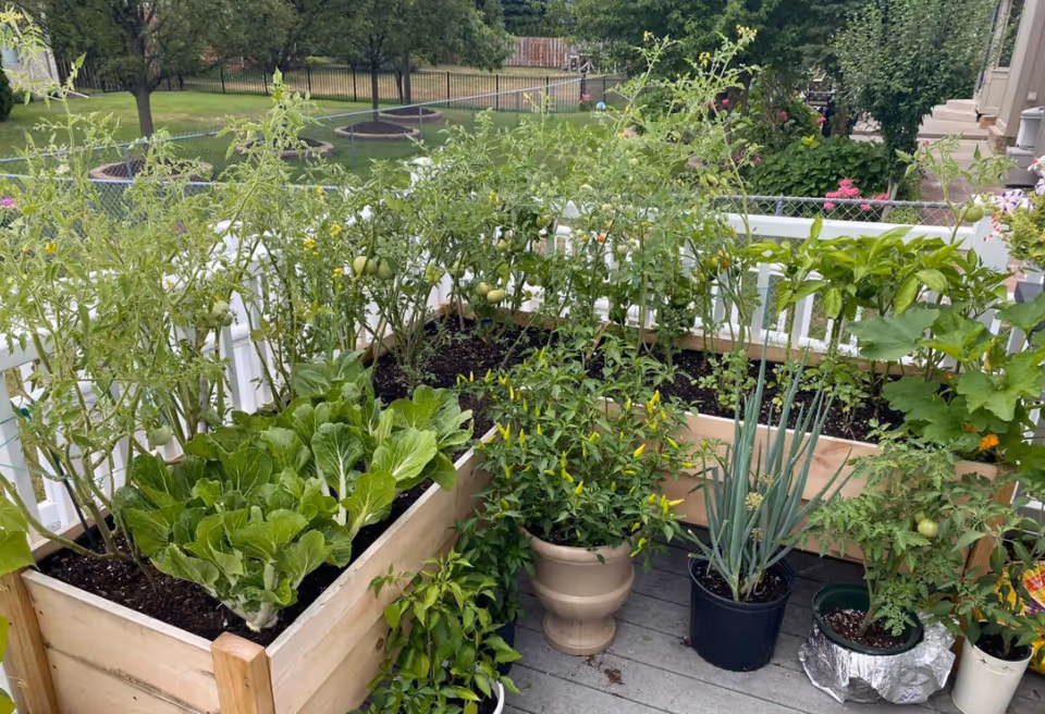 A raised wooden garden bed and several pots on a deck filled with various green plants including leafy vegetables, tomato plants with green tomatoes, chili pepper plants, and green onions. In the background, there is a fenced yard with trees and grass.
