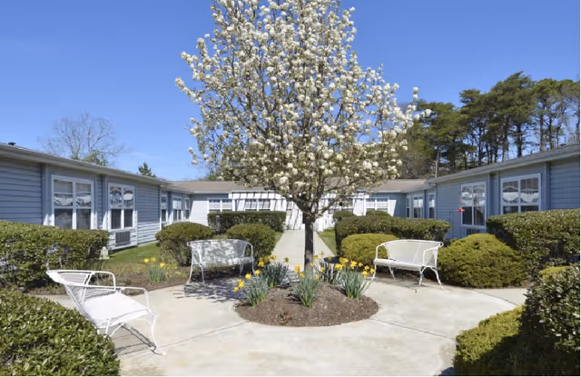A sunny courtyard with a blooming tree, benches, daffodils, and low residential buildings under a blue sky.