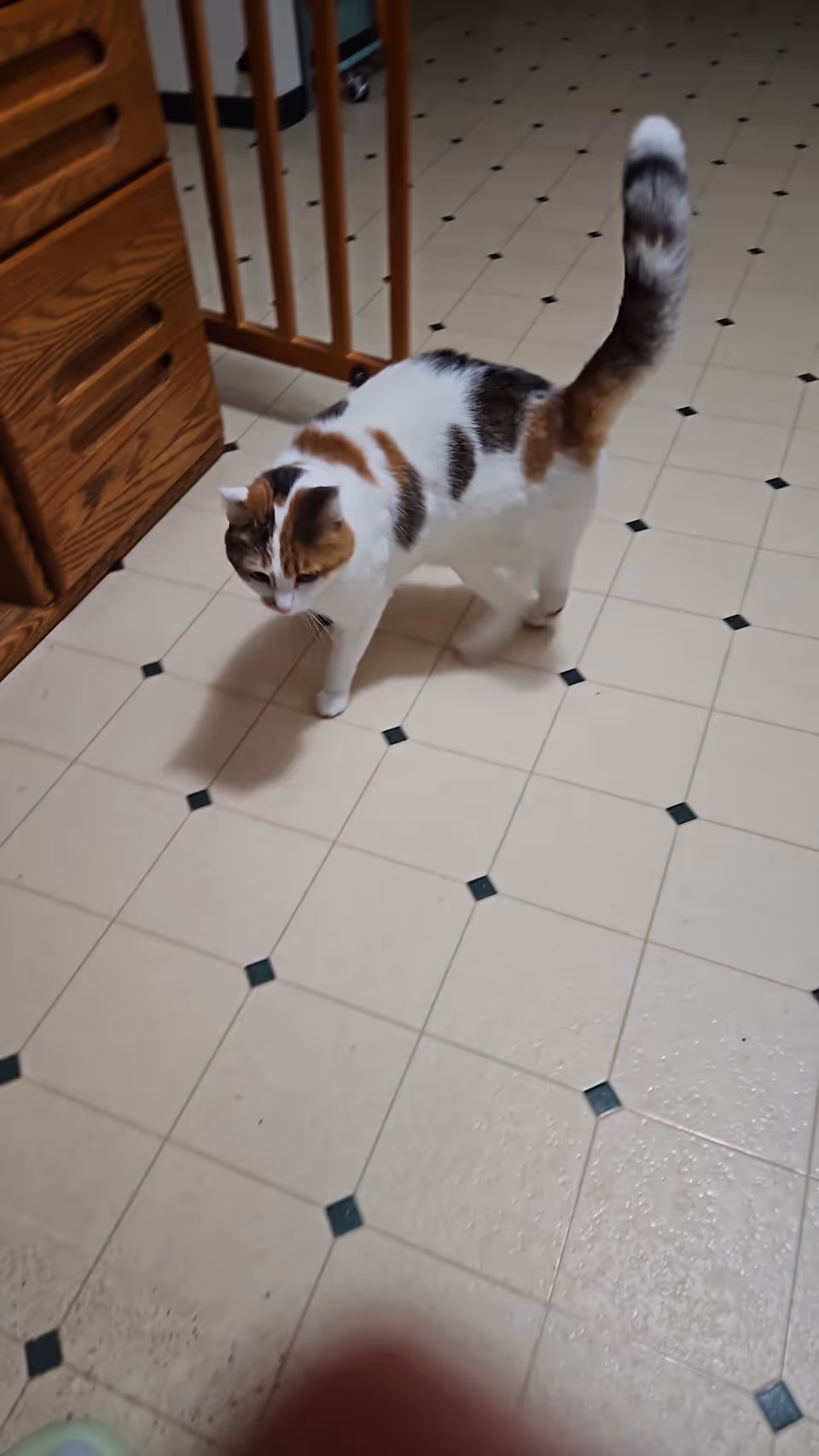 A calico cat walking on a tiled floor with a pattern of beige squares and small dark diamond shapes. There is a wooden cabinet and a baby gate in the background.