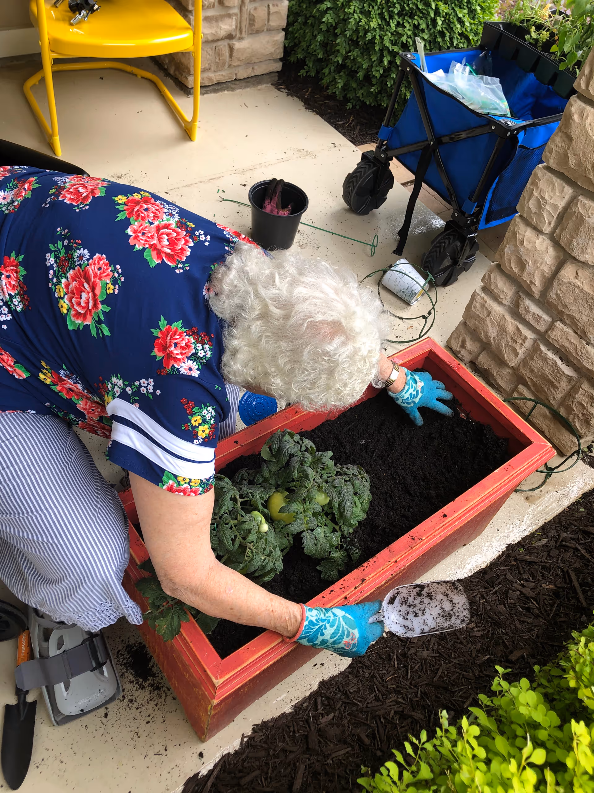 An elderly person with white curly hair wearing a blue floral shirt and striped pants is gardening on a patio. They are planting or tending to a tomato plant in a red rectangular planter box filled with soil. Gardening gloves and a small shovel are visible, along with a blue collapsible wagon and a yellow chair nearby. The scene is outdoors next to a stone wall and some green bushes.