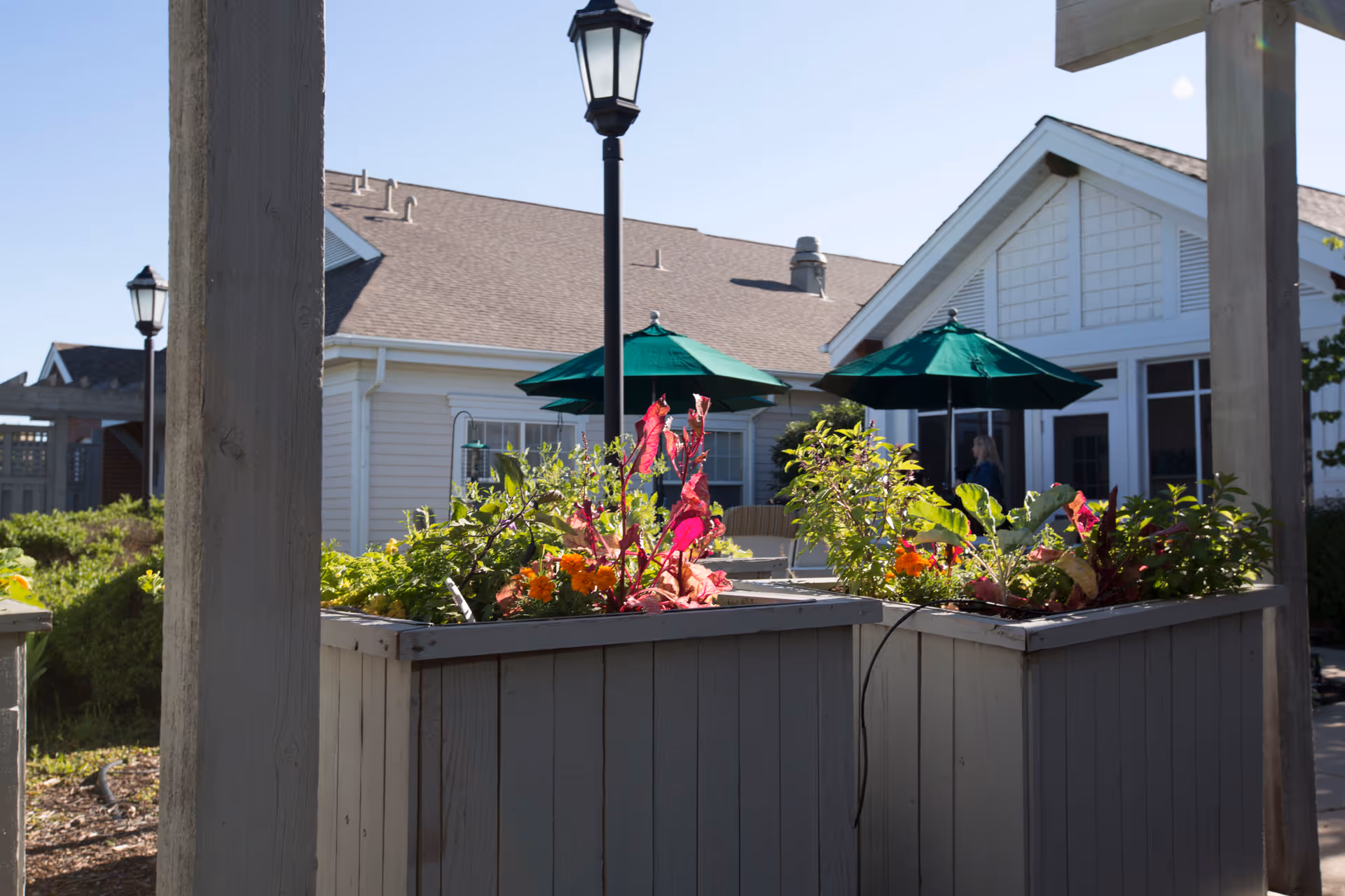 Outdoor garden area at Balfour Cherrywood with raised planter boxes containing various plants and flowers. In the background, there are green patio umbrellas and a white building with large windows under a clear blue sky.