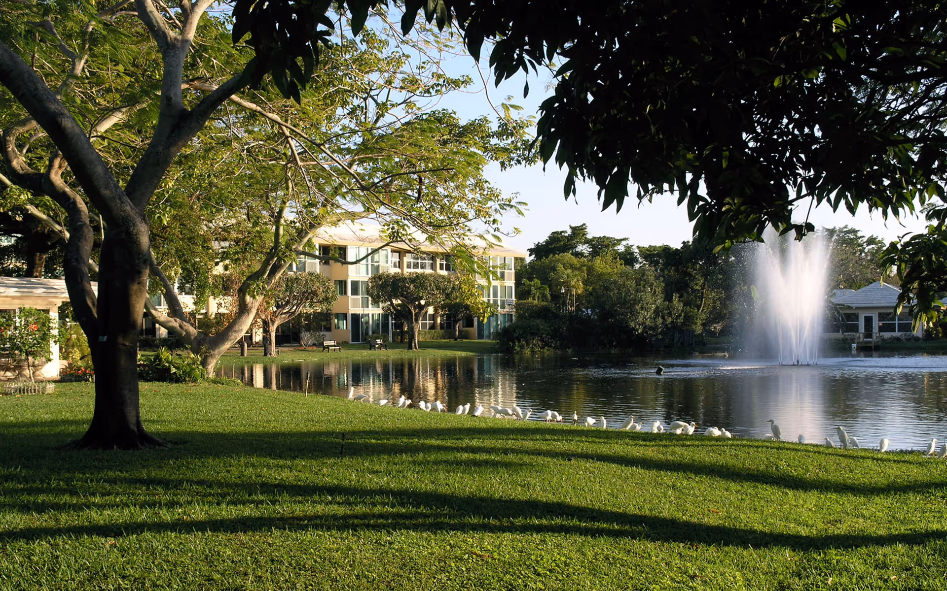 A serene outdoor scene at John Knox Village featuring a large pond with a water fountain spraying water upwards. The pond is surrounded by green grass and trees, with a row of white birds standing along the water's edge. In the background, there is a multi-story building partially visible through the trees.
