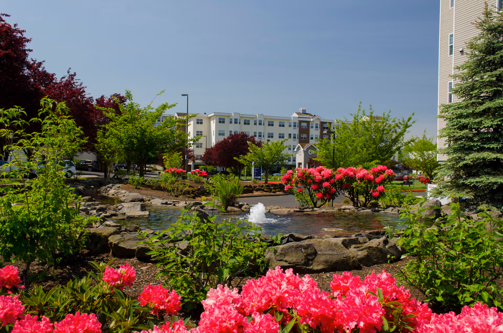 A landscaped outdoor garden area at Cherrywood Village a Generations Community featuring vibrant pink flowers, green shrubs, a small pond with a water fountain, and trees. In the background, there is a multi-story residential building under a clear blue sky.