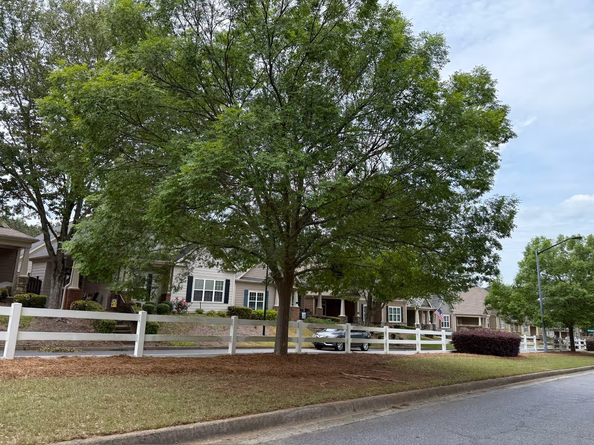A large leafy tree and white fence line a street in front of single-story residential buildings.