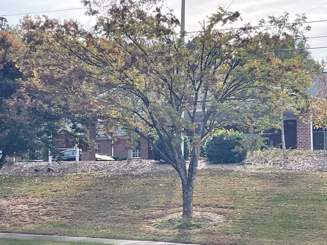 A small deciduous tree on a grassy slope in front of a brick building with windows and a doorway.