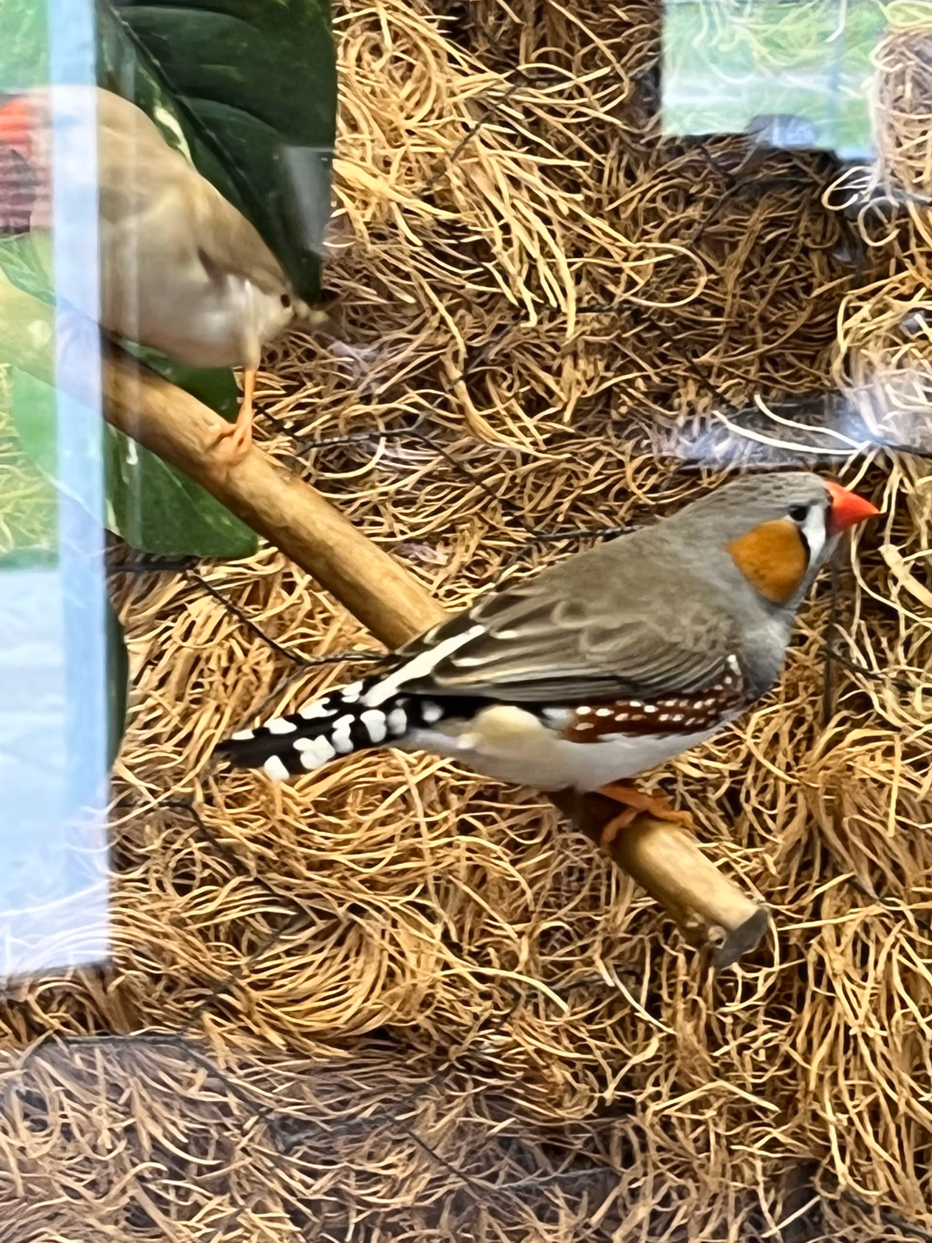 Two small finch-like birds perched on a wooden perch inside a straw-lined enclosure.