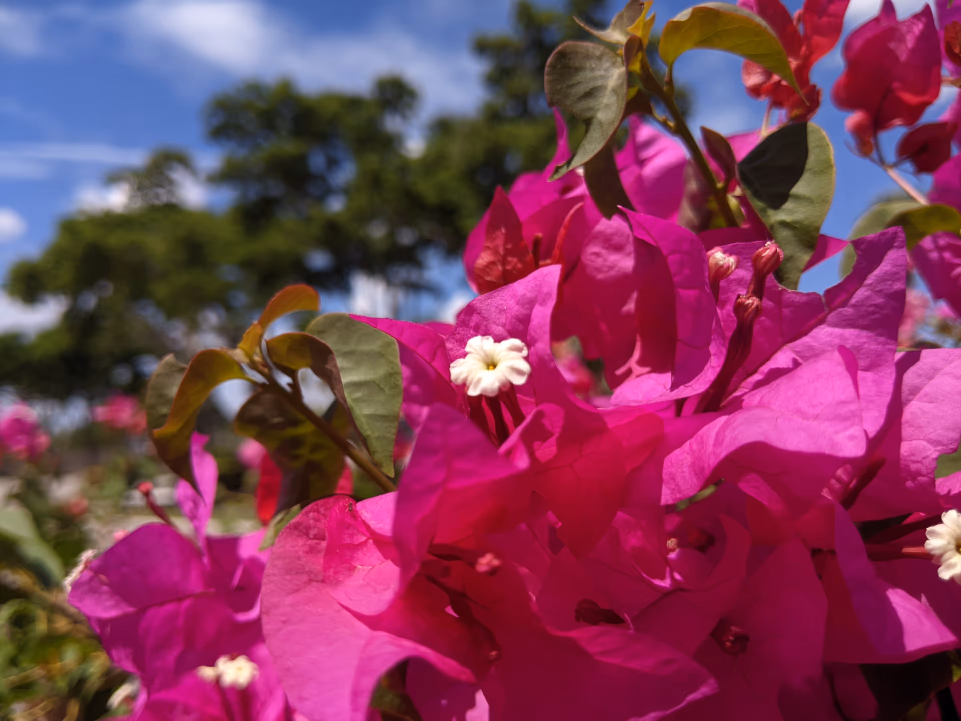 Close-up of vibrant pink bougainvillea flowers with small white centers, green leaves, and a blurred background of trees and blue sky with clouds.