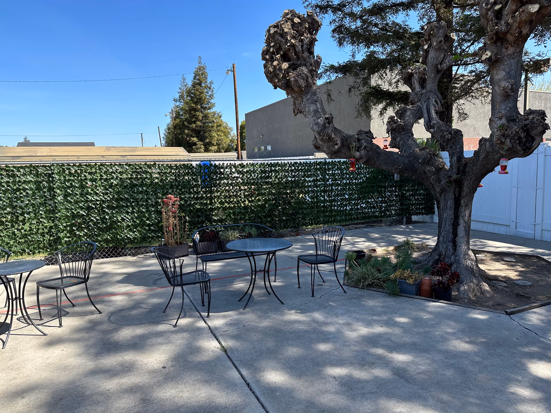 Outdoor patio area with metal tables and chairs on a concrete surface, a large tree with pruned branches, potted plants around the tree base, and a green ivy-covered fence in the background under a clear blue sky.