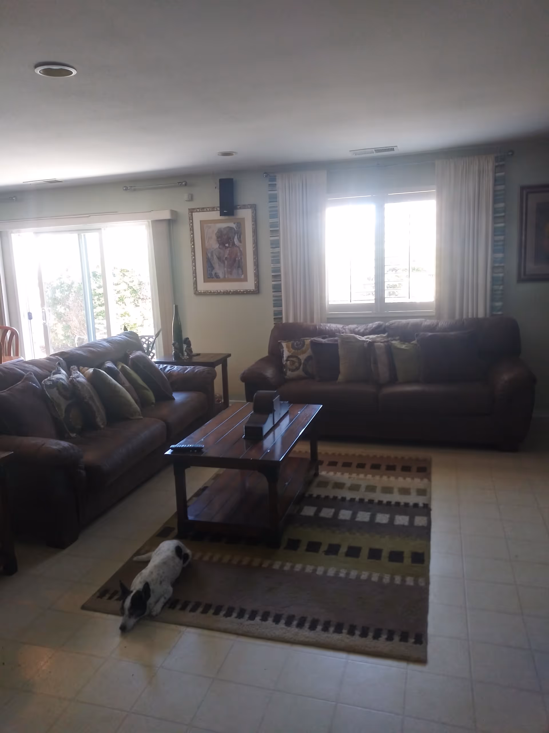 A living room with two brown leather sofas adorned with multiple cushions, a wooden coffee table on a patterned rug, a window with white curtains, a framed painting on the wall, and a small black and white dog lying on the floor near the rug.