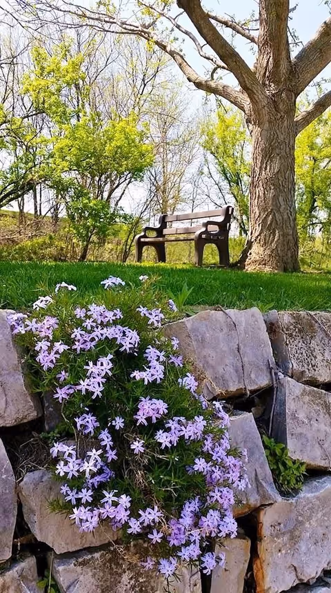 A peaceful outdoor scene featuring a wooden bench on a grassy area under a large tree with green leaves. In the foreground, purple flowers cascade over a stone wall. Trees with fresh spring foliage are visible in the background under a clear sky.