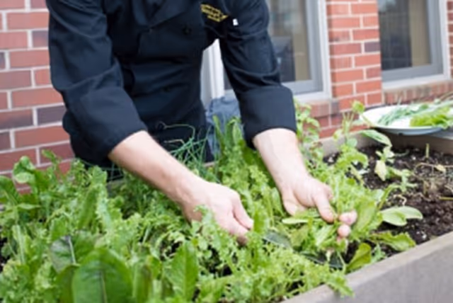A person wearing a black chef's coat is harvesting fresh leafy greens from a raised garden bed outside a brick building.