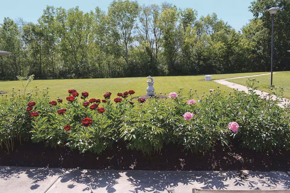 Flowerbed of red and pink peonies along a sidewalk with a grassy lawn, a small statue, and trees in the background.