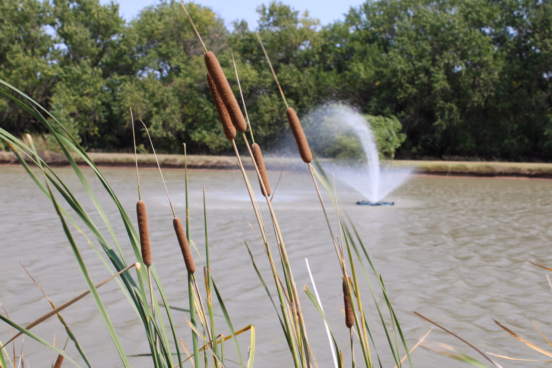 Close-up view of cattail plants growing by the edge of a pond with a water fountain spraying water in the background and trees surrounding the pond.