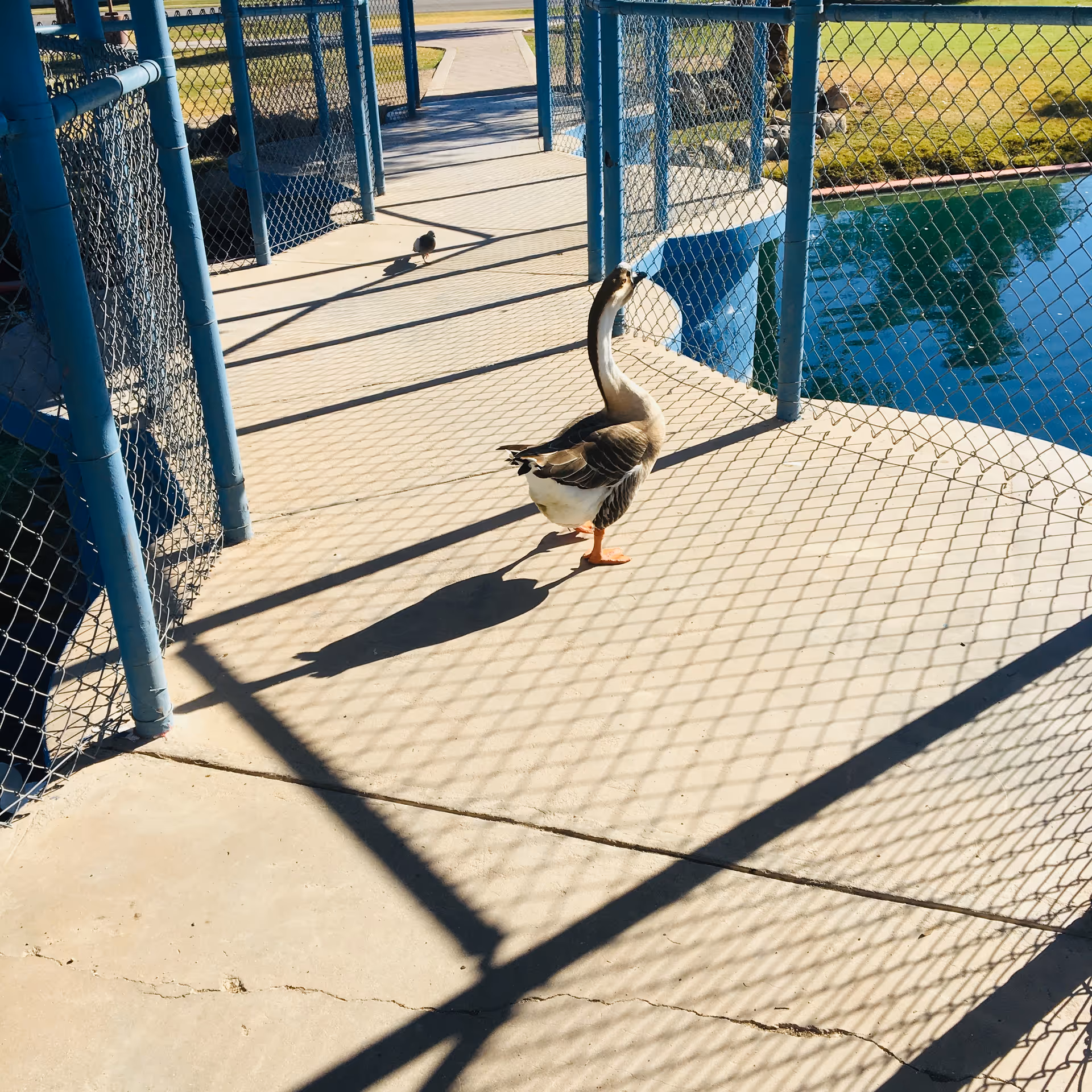 A goose walks on a sunlit concrete walkway beside a chain-link fence and a pond, casting a long shadow.