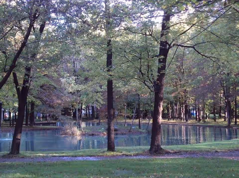 A serene outdoor scene featuring a small pond surrounded by numerous trees with green foliage. The grass around the pond is lush and well-maintained, and sunlight filters through the tree canopy, creating a peaceful natural setting.