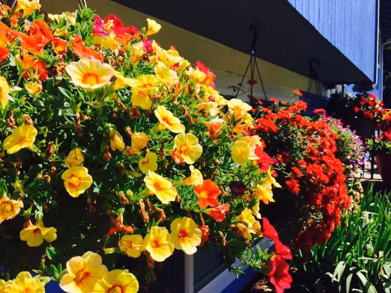 Close-up view of vibrant hanging flower baskets with yellow, orange, red, and purple flowers outside a building under bright sunlight.