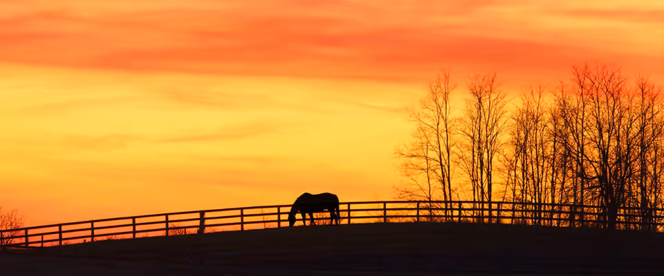 Silhouette of a horse grazing on a hill with a wooden fence and leafless trees against a vibrant orange and yellow sunset sky.