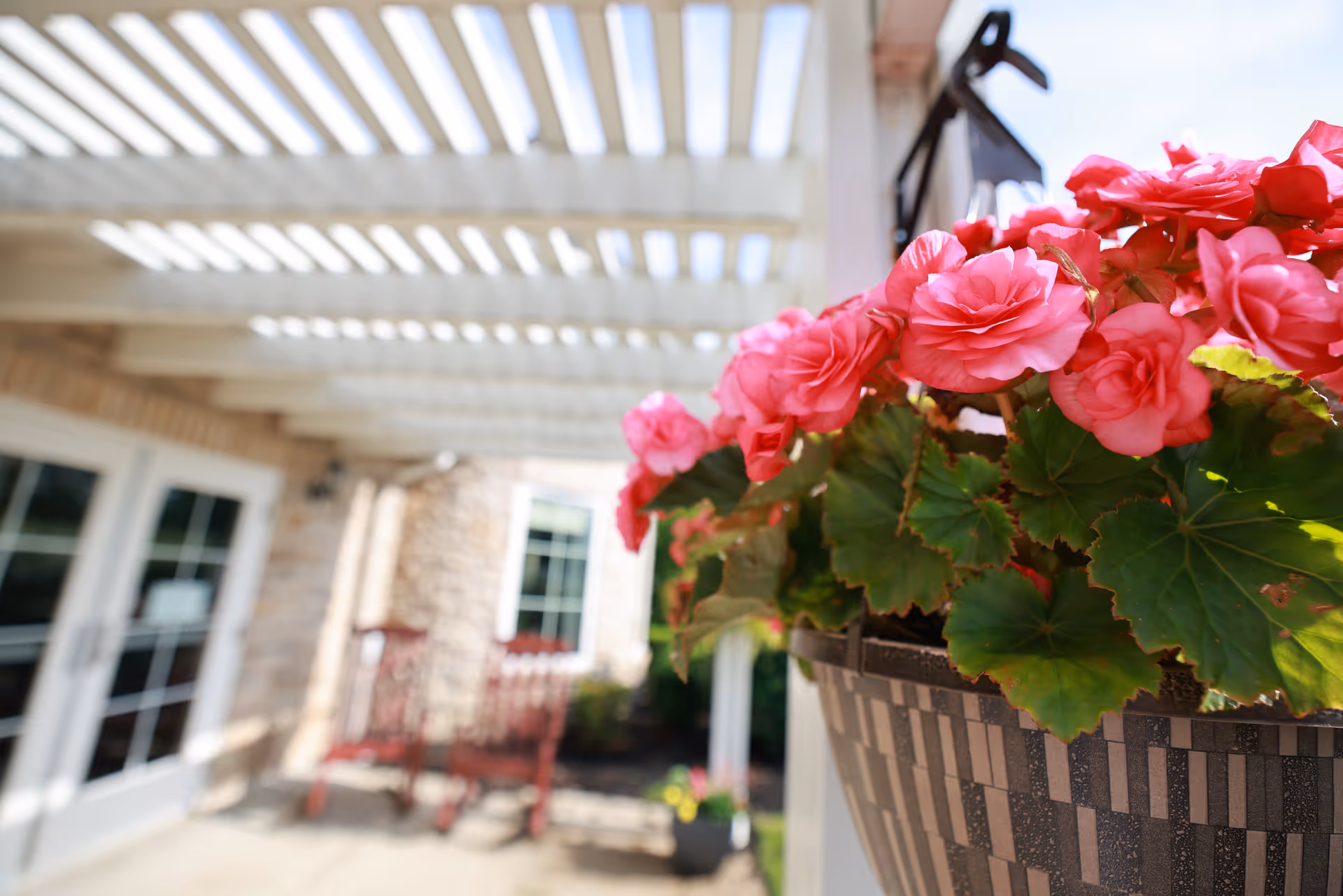 Close-up of a hanging pot with vibrant pink flowers and green leaves under a white pergola. In the background, there is a blurred view of a building entrance with glass doors and a red bench.