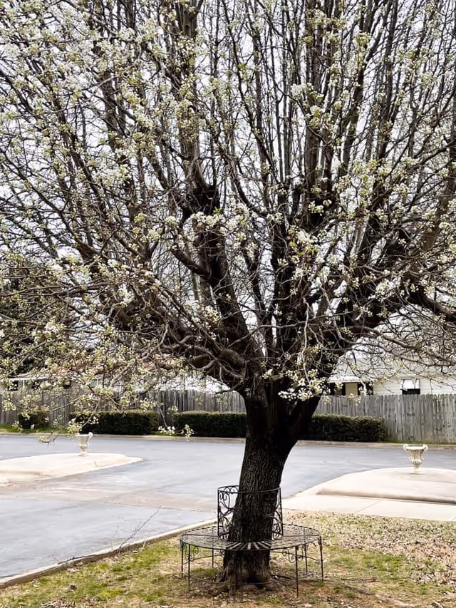 A large tree with blooming white flowers stands in the middle of a grassy area near a paved driveway. A circular metal bench surrounds the base of the tree. In the background, there is a wooden fence and some shrubbery.