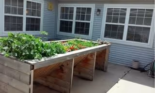 Raised wooden garden bed filled with green leafy plants and some flowers, situated on a concrete patio outside a building with multiple windows.