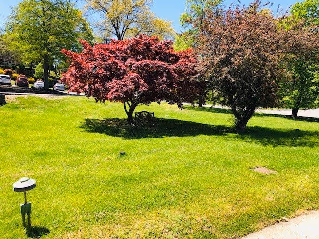 Green lawn with two ornamental trees (one red-leafed) casting shade over a bench, with parked cars and trees in the background.