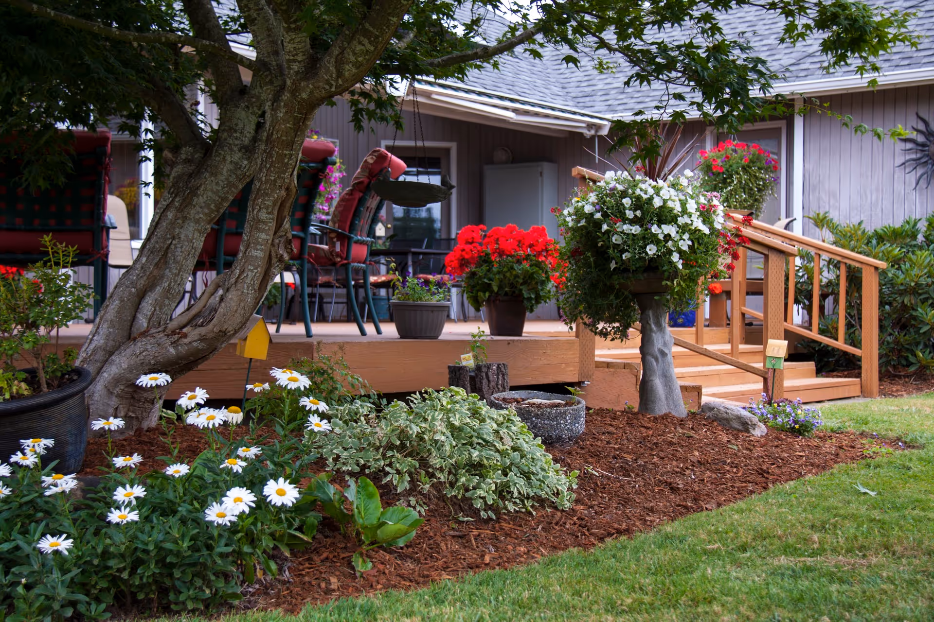 Landscaped garden bed with daisies, potted and hanging flowers, and a wooden deck with chairs outside a house.