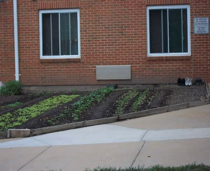 A small garden with rows of plants growing in front of a brick building with two windows. There is a concrete pathway in front of the garden, and a few pairs of shoes are placed near the right window. A sign is visible on the wall near the right window.